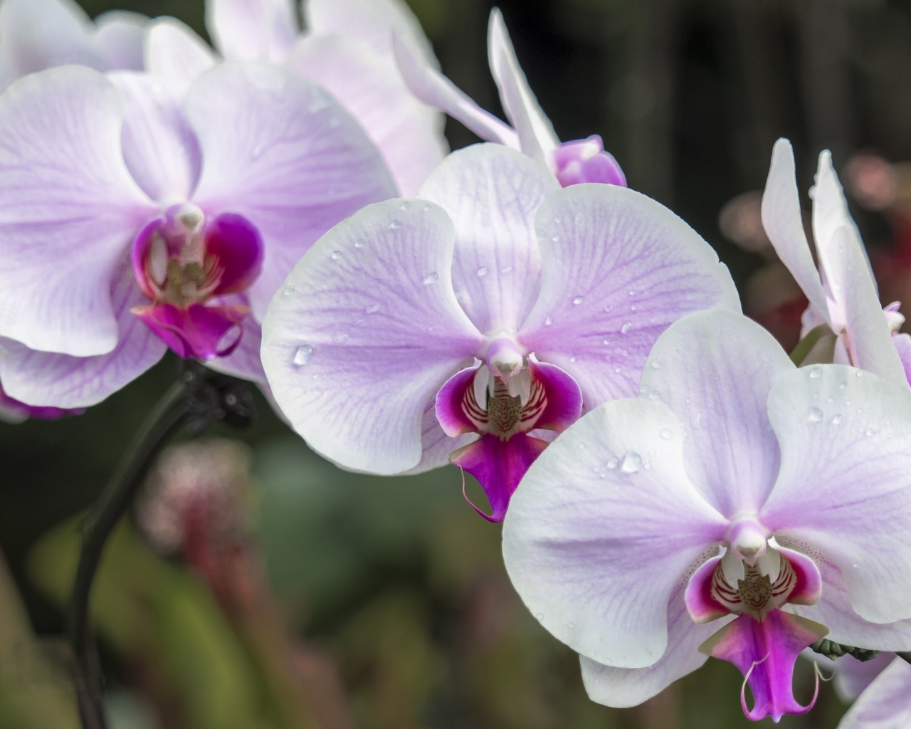 орхидея, розовый, нежность, макро