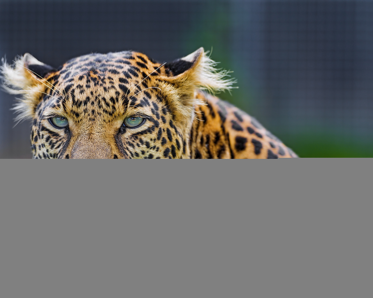 хищник, взгляд, усы, морда, leopard, леопард
