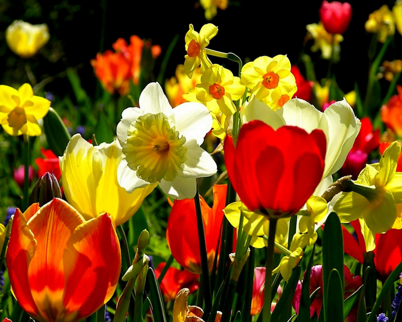 нарциссы, тюльпаны, цветы