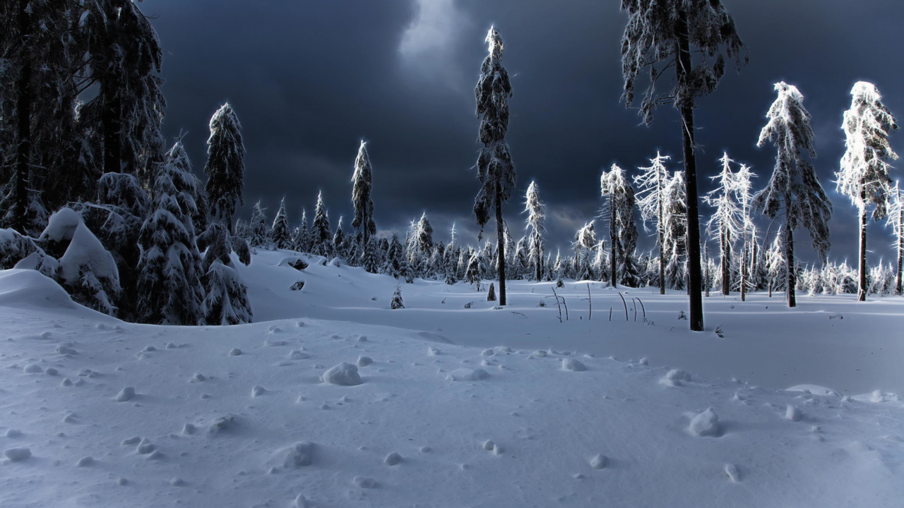 зима, ёлки, сугробы, winter apocalypse, снег