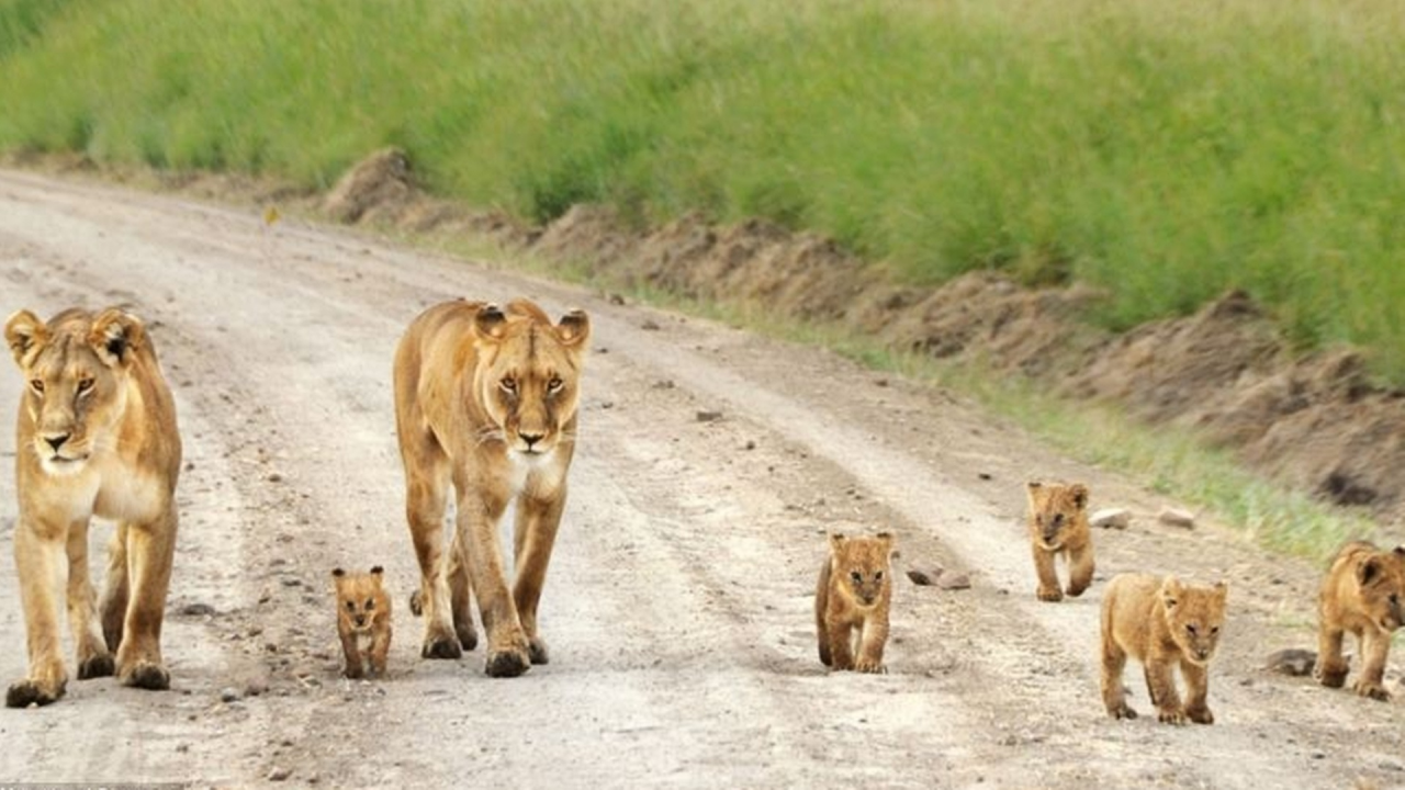 львы, семейство, прогулка