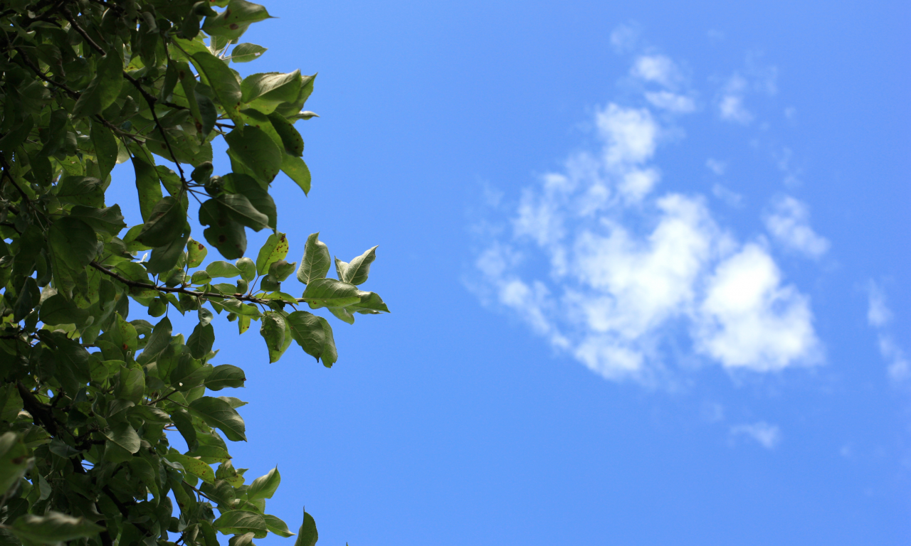небо, дерево, лист, облако, белый, голубой, белый, лето
