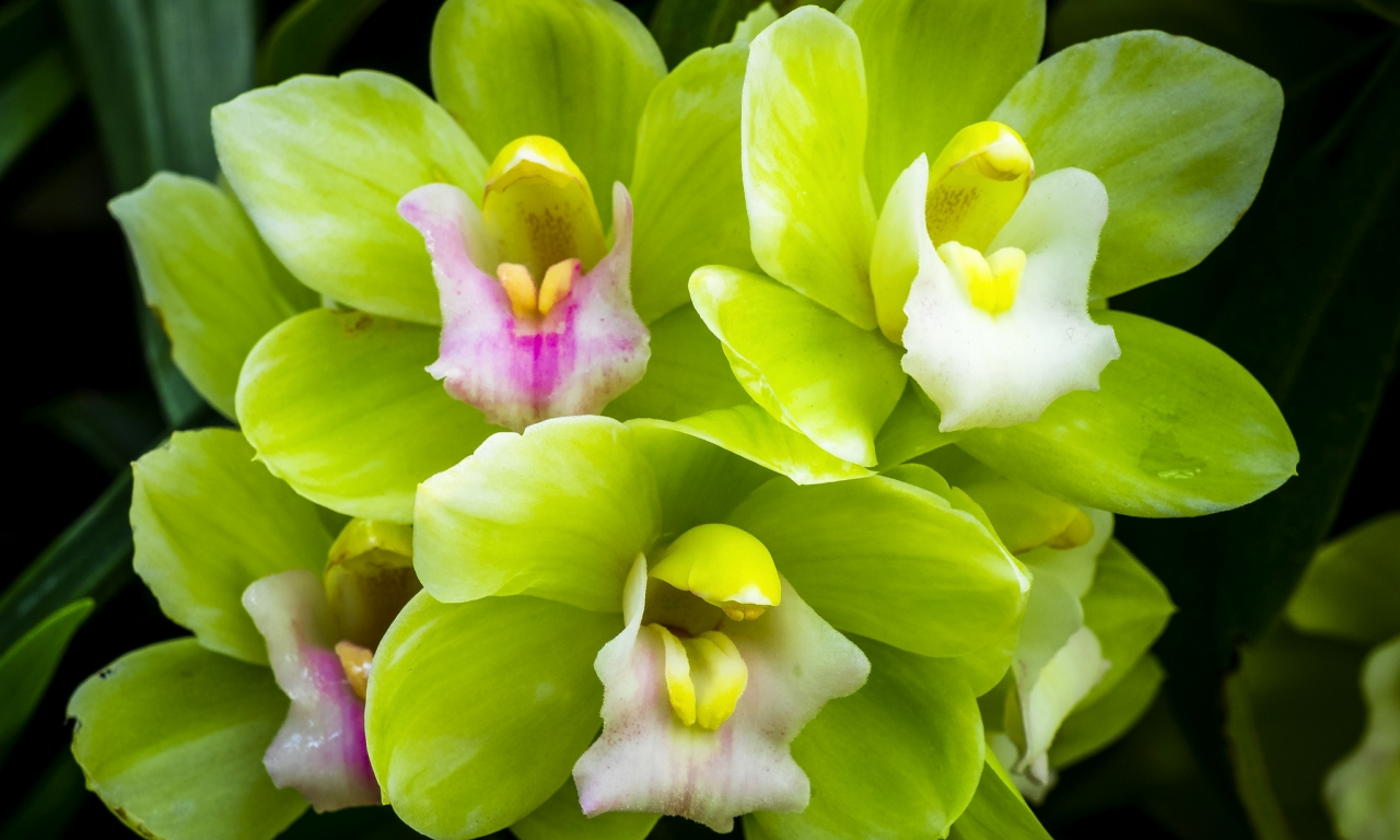 орхидея, зеленая, макро