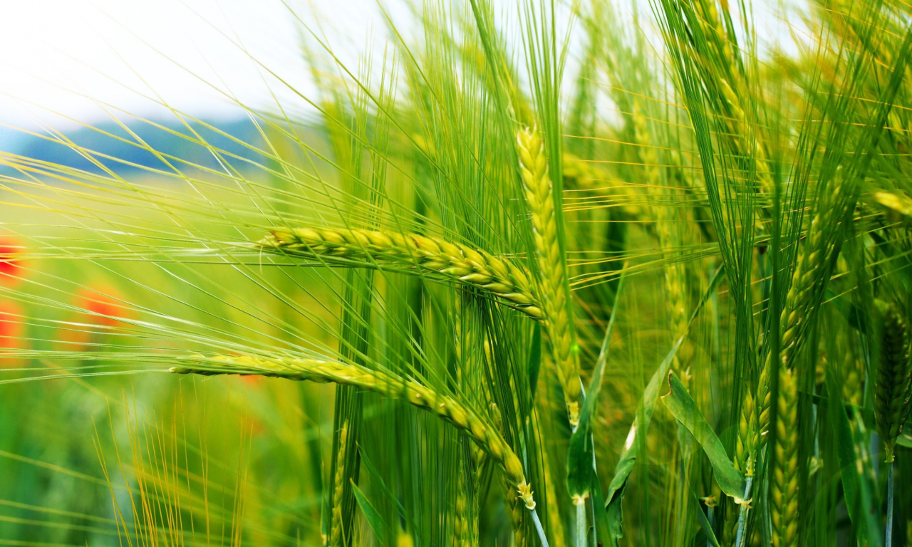 пшеница, колоски, поле, зеленые, поле