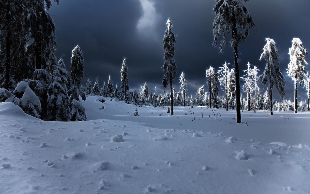 зима, ёлки, сугробы, winter apocalypse, снег