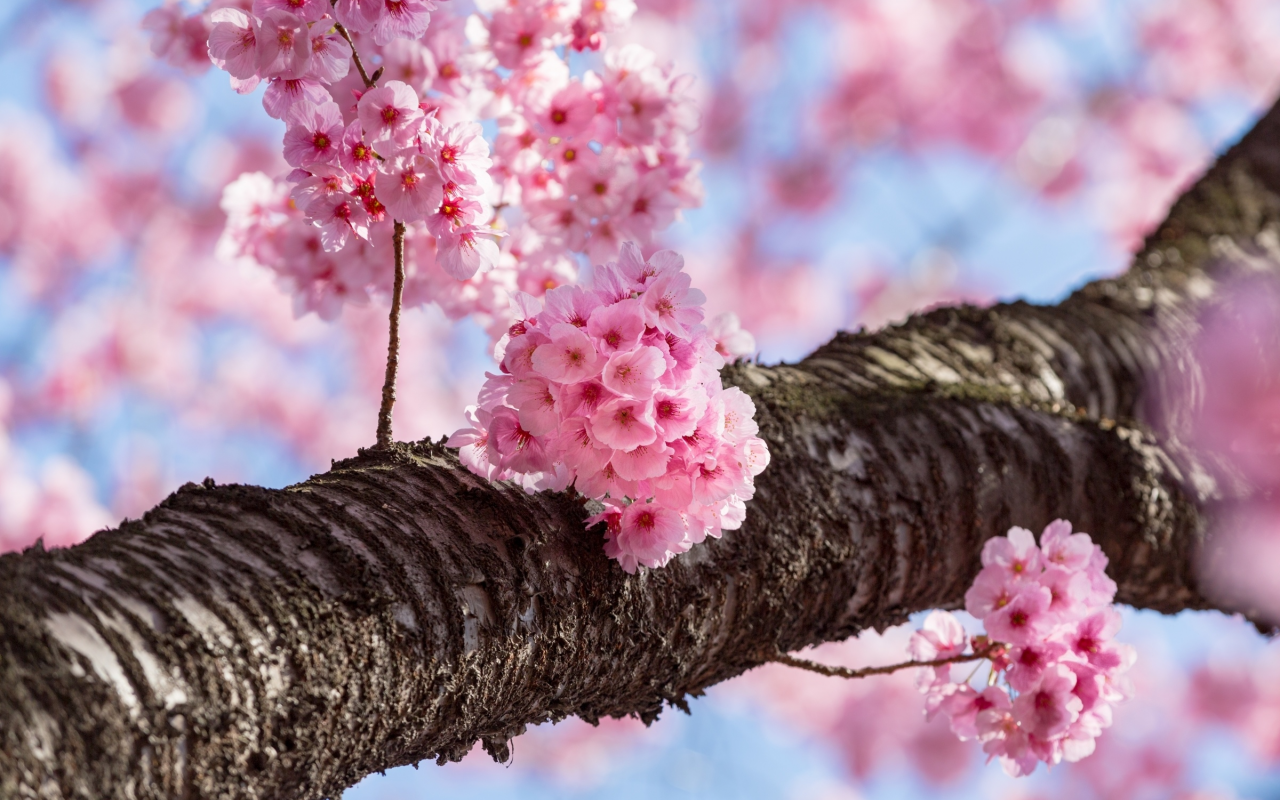 весна, дерево, сакура, вишня