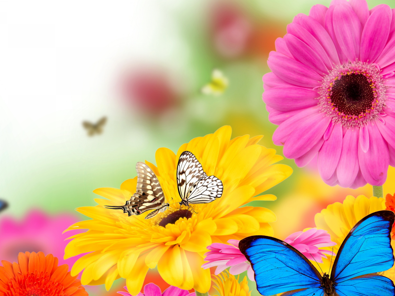 цветы, бабочки, герберы, цвета, весна