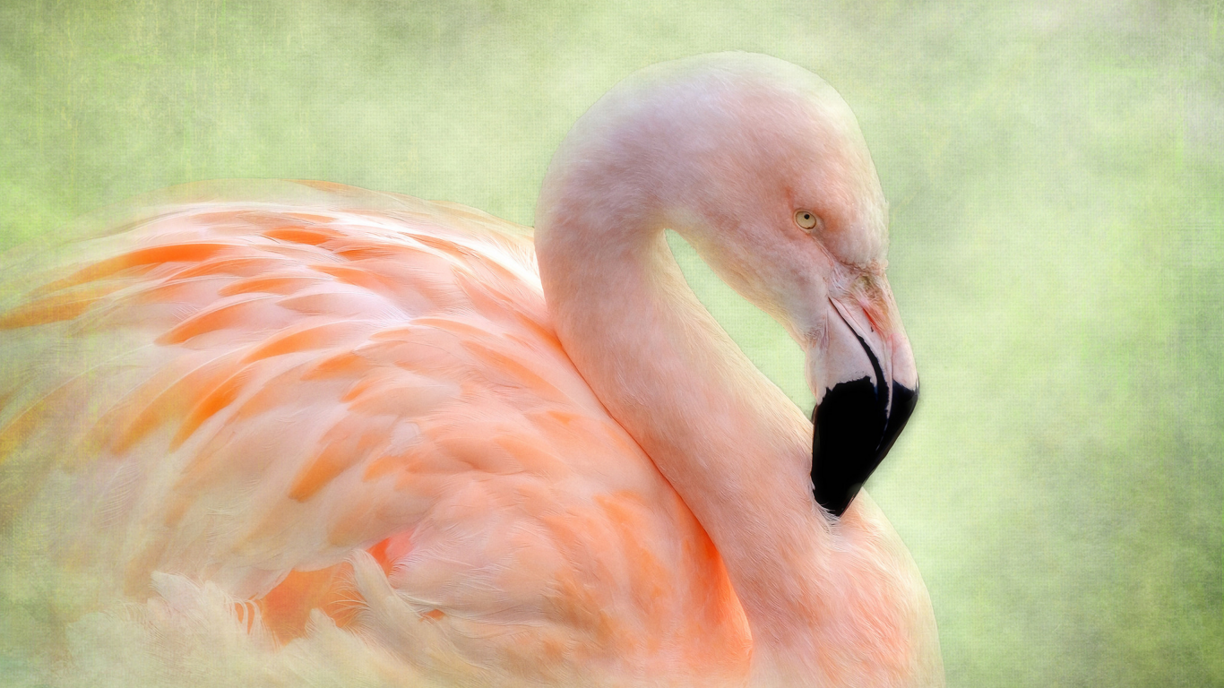 фламинго, птица, текстура