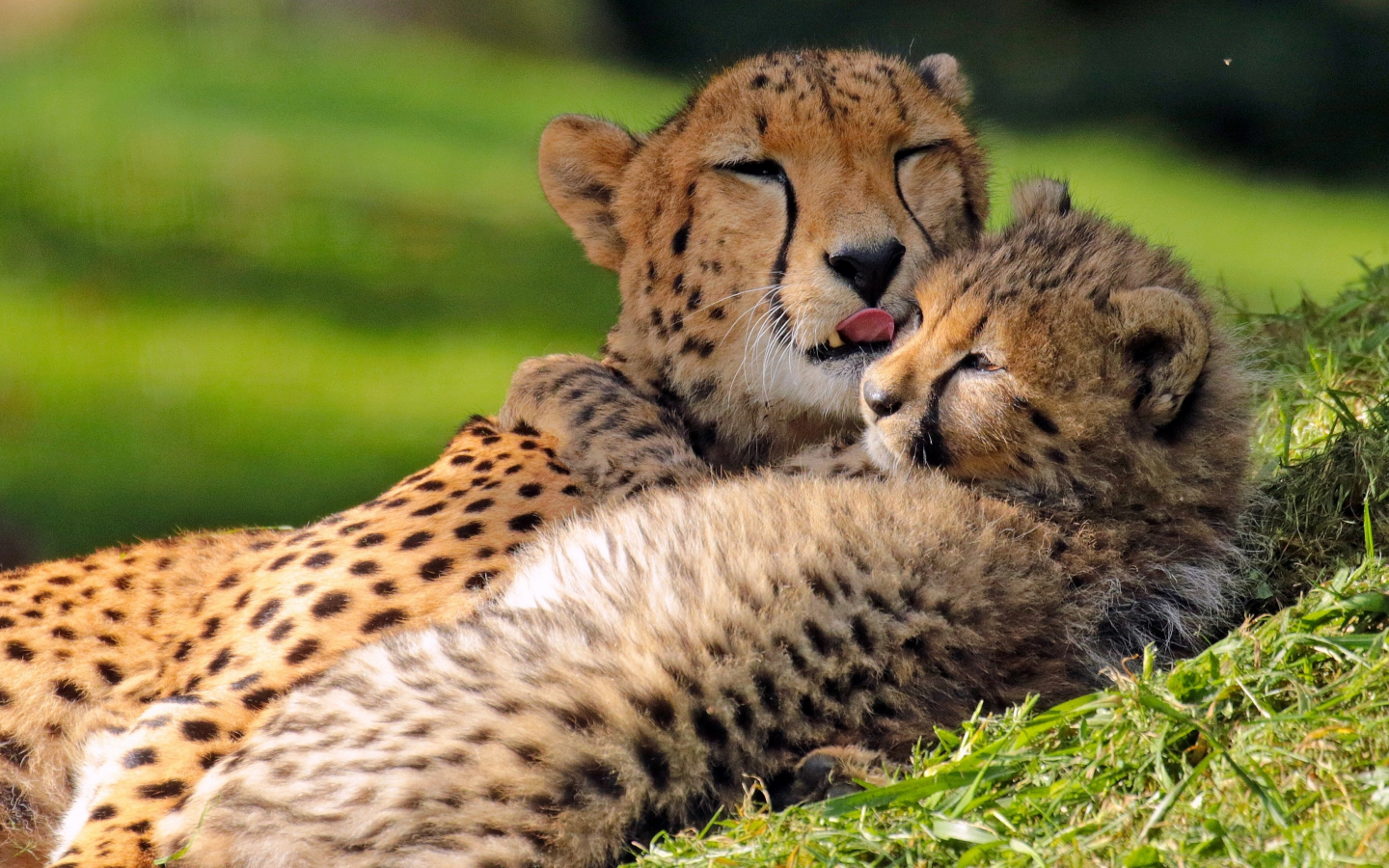гепарды, детёныш, котёнок, материнство, любовь