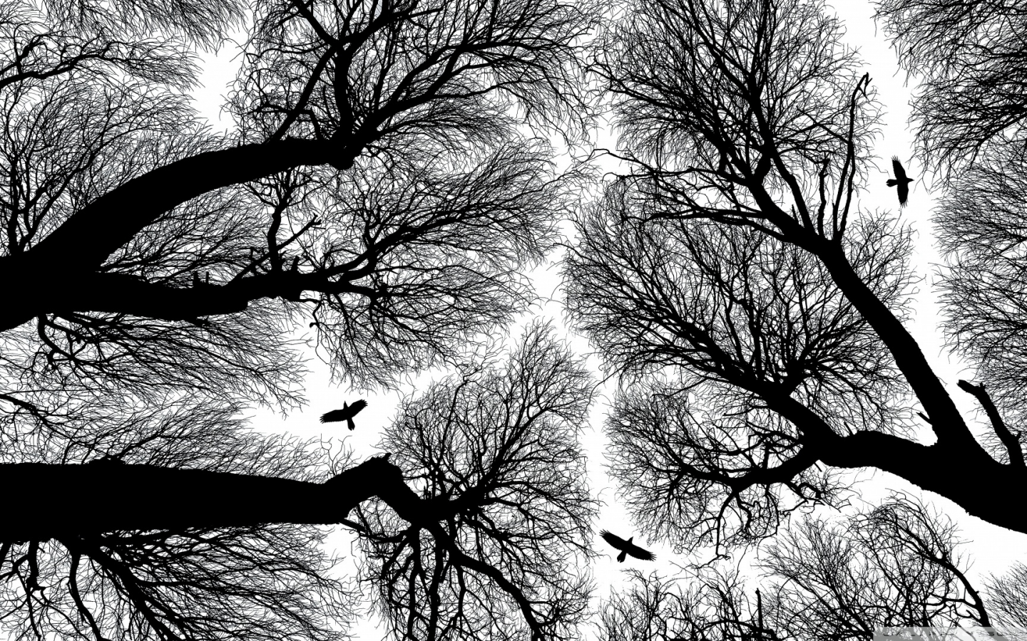 вороны, деревья, одиночество, черно белые