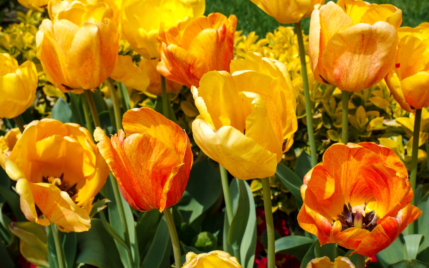 тюльпаны, желтые, красные, яркие, разноцветные, крупным планом