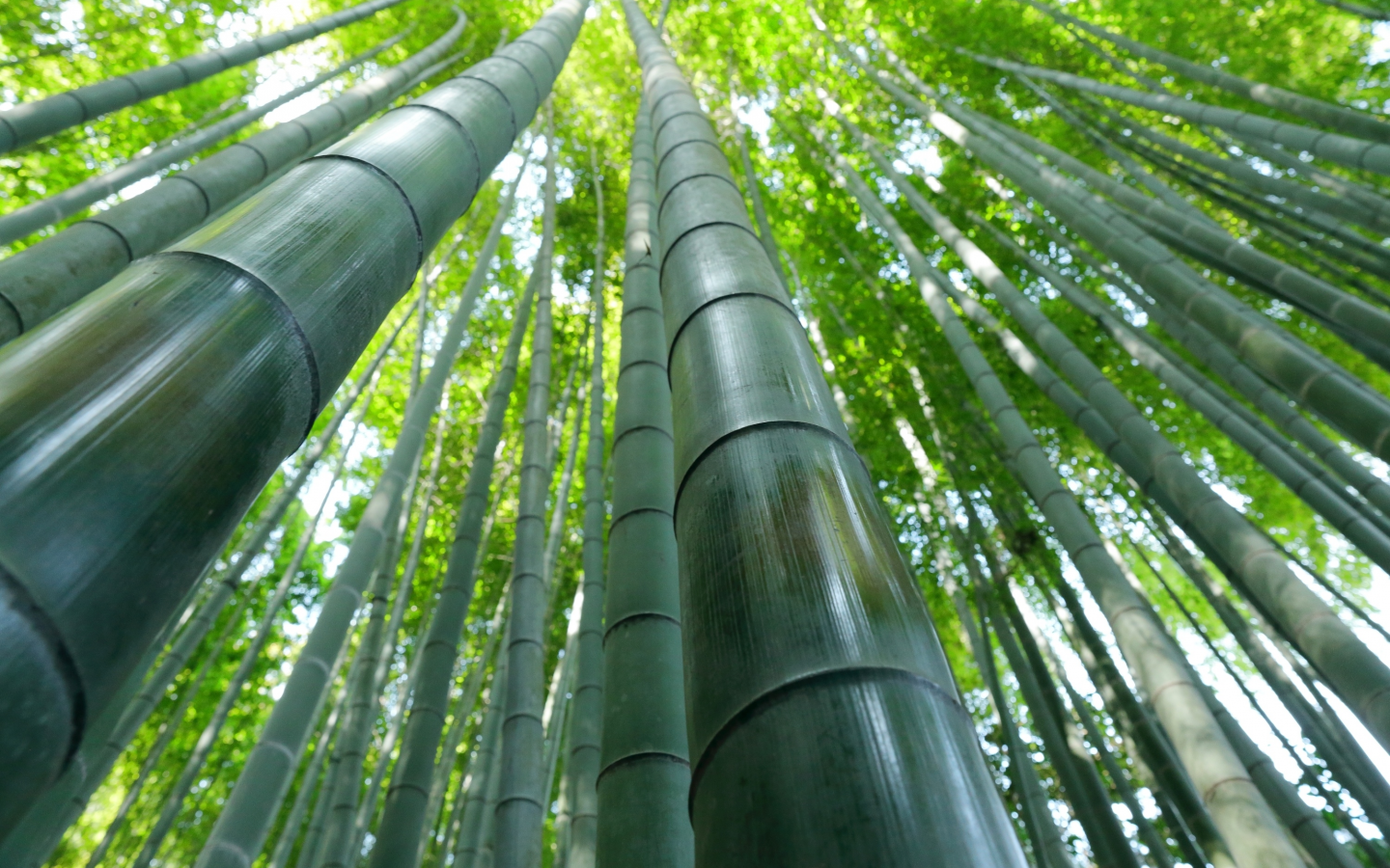 бамбук, стволы, макро, лес