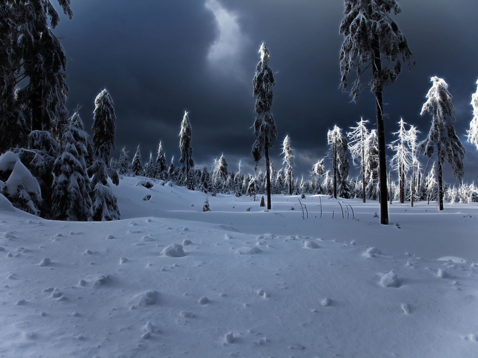 зима, ёлки, сугробы, winter apocalypse, снег