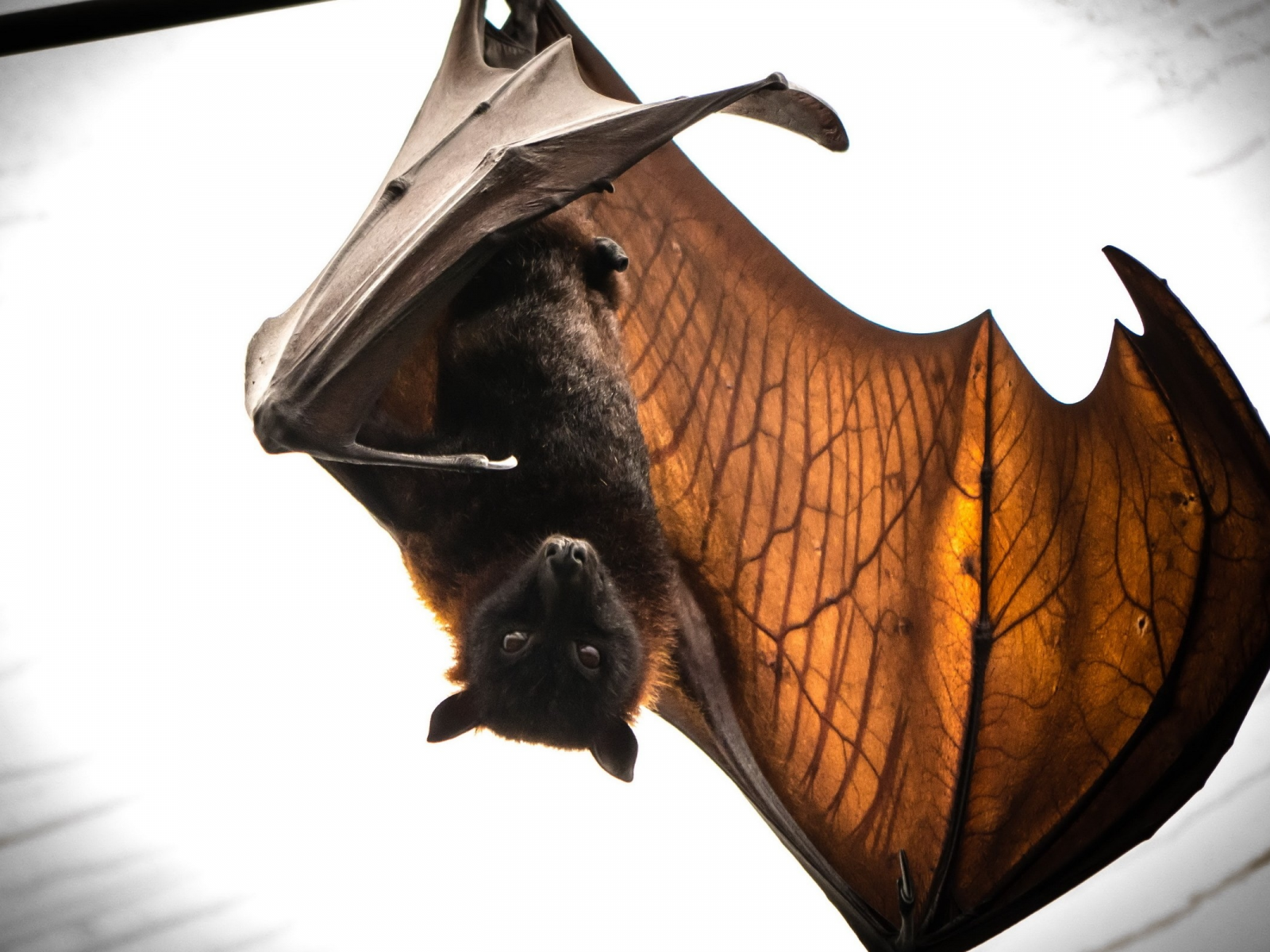 batmans return, летучая мышь, природа