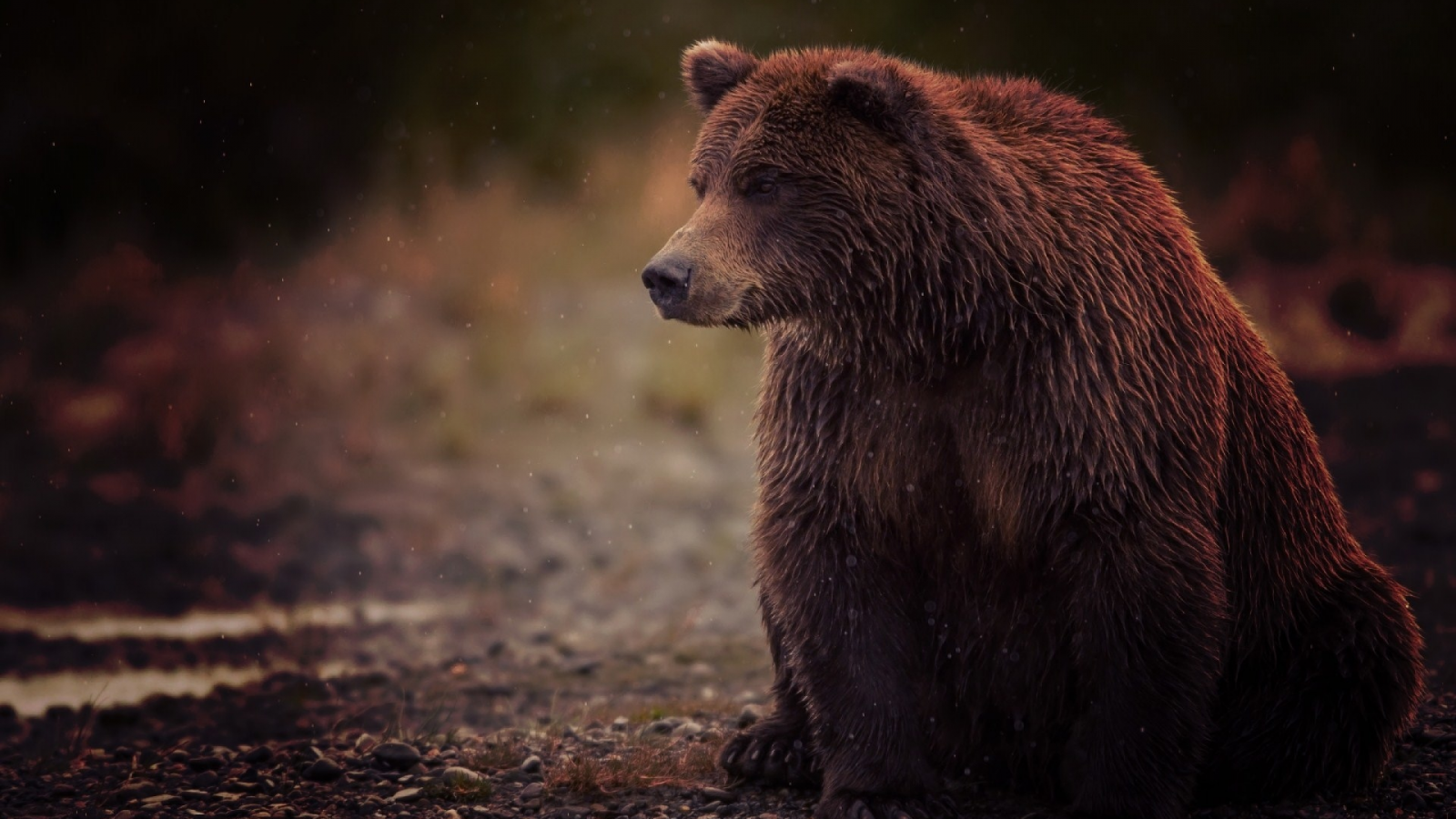 косолапый, brown, сидит, bear, бурый, медведь, sits, мокрый, wet