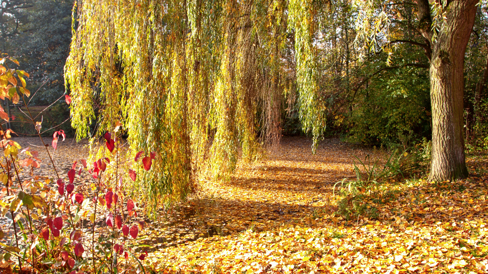 парк, деревья, опавшая, дерево, ива, осень, листва