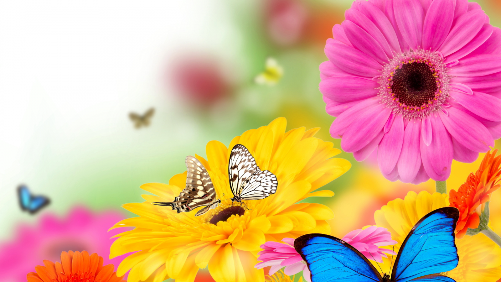 цветы, бабочки, герберы, цвета, весна