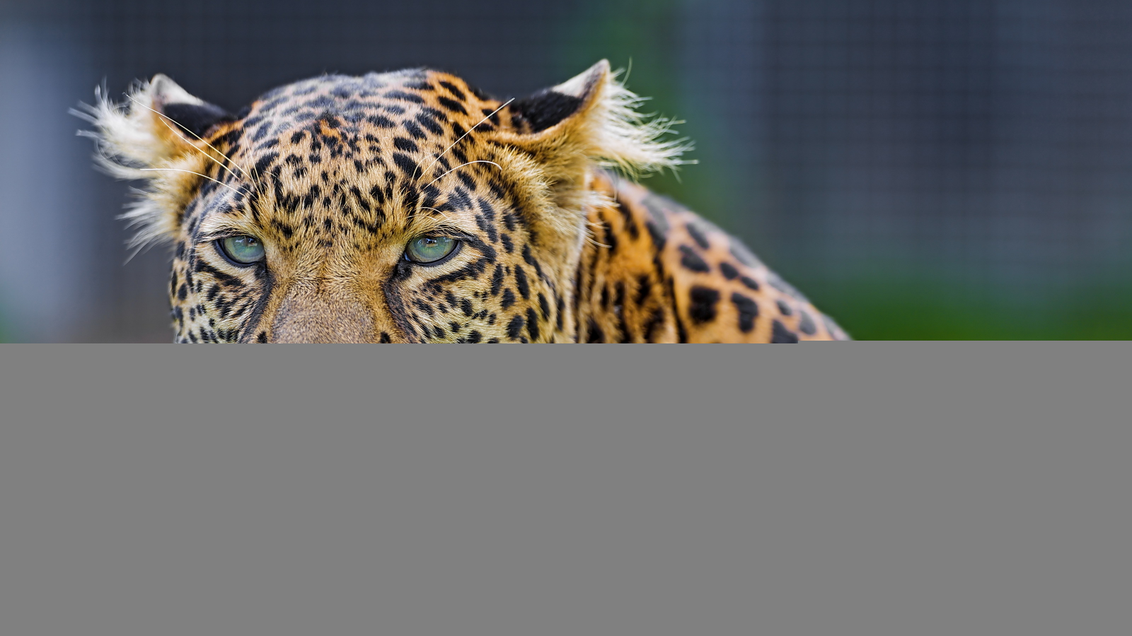 хищник, взгляд, усы, морда, leopard, леопард
