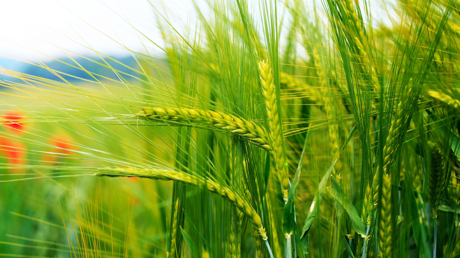 пшеница, колоски, поле, зеленые, поле