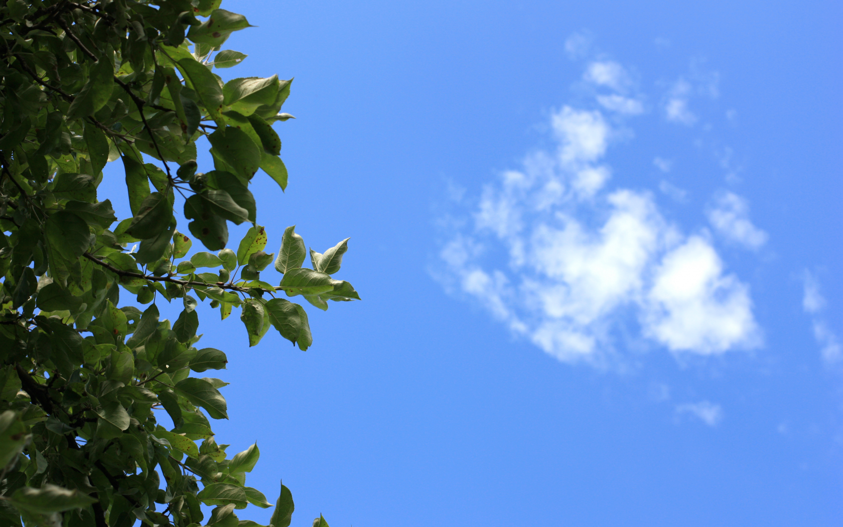 небо, дерево, лист, облако, белый, голубой, белый, лето