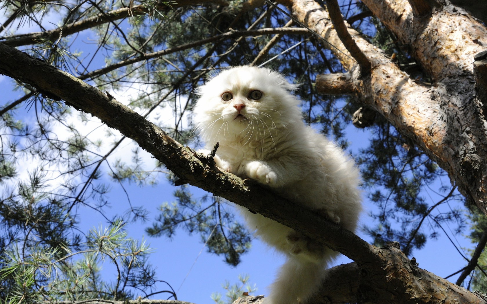 кошка, белая, дерево