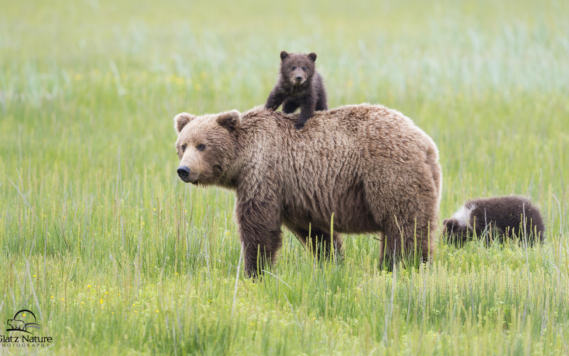 lake clark national park, медведи, аляска, alaska, медведица
