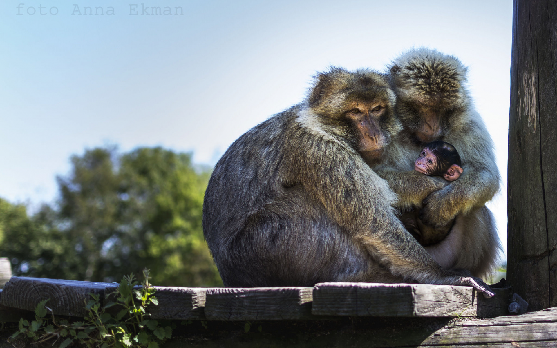обезьяны, семья
