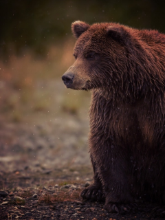 косолапый, brown, сидит, bear, бурый, медведь, sits, мокрый, wet