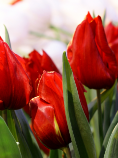 тюльпан, красный, много, весна