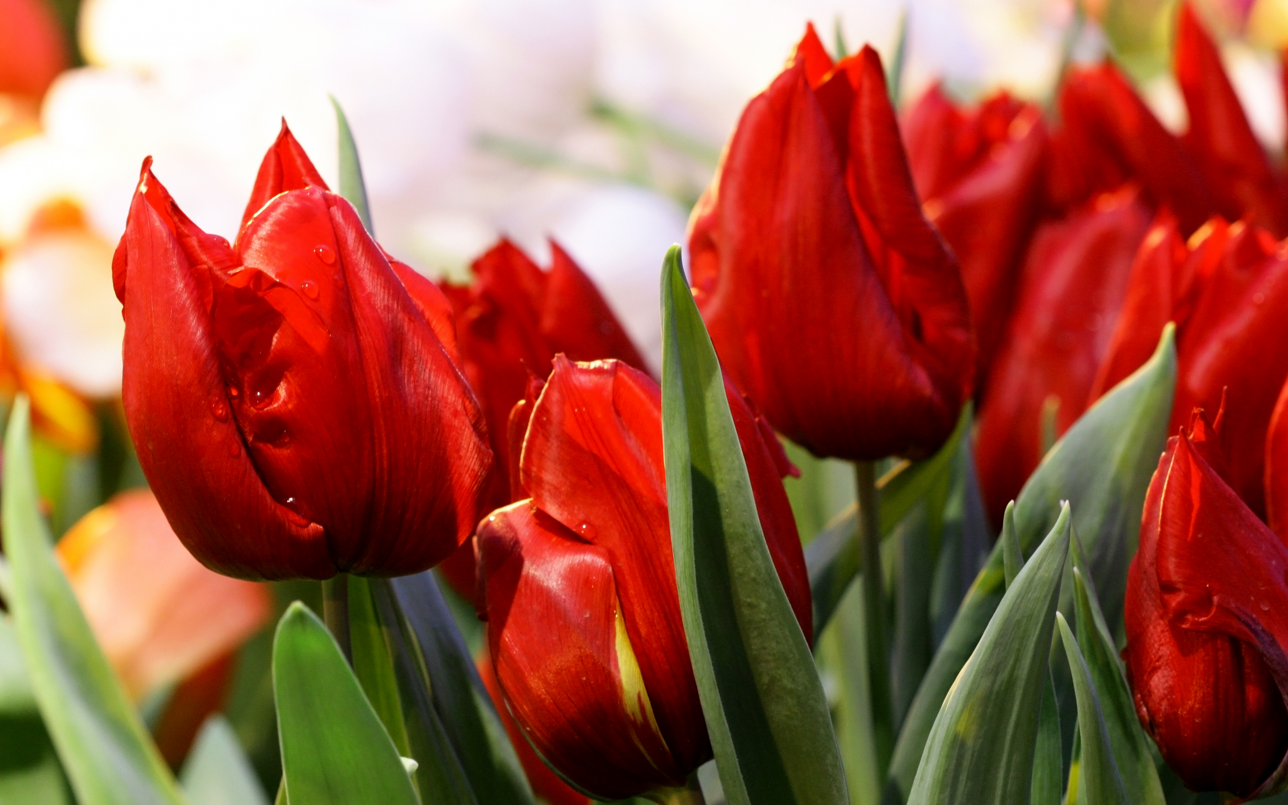 тюльпан, красный, много, весна
