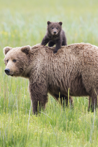 lake clark national park, медведи, аляска, alaska, медведица