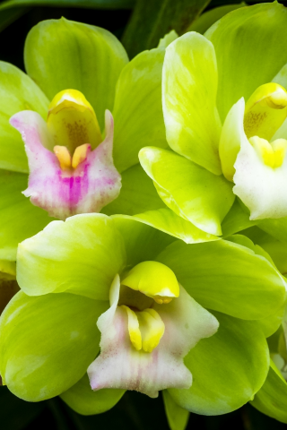 орхидея, зеленая, макро