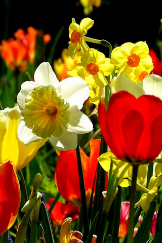 нарциссы, тюльпаны, цветы