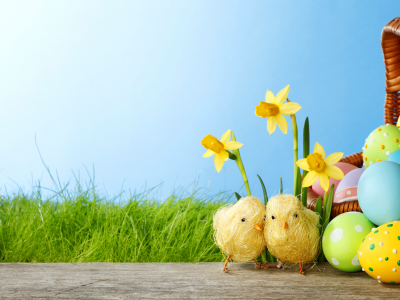 daffodils, flowers, grass, eggs, springer, spring, colorful, пасха, весна, easter
