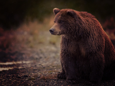 косолапый, brown, сидит, bear, бурый, медведь, sits, мокрый, wet