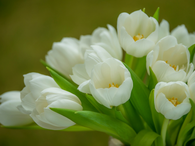 тюльпаны, белые, нежность, букет