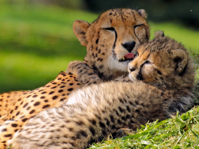 гепарды, детёныш, котёнок, материнство, любовь