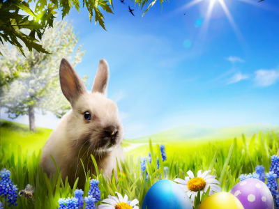 camomile, spring, sunshine, bunny, meadow, flowers, grass, easter, eggs, пасха, rabbit