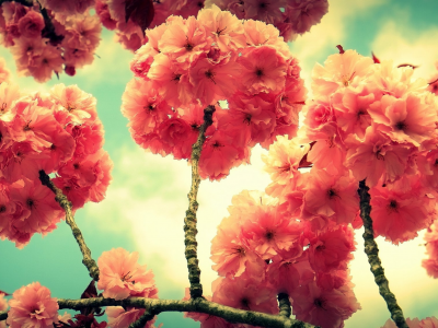 ветка, дерево, цветы, весна