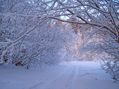 снег, природа, зима, лес, деревья