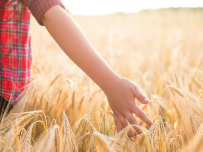пшеница, поле, рука, рожь, настроения, дети, мальчик