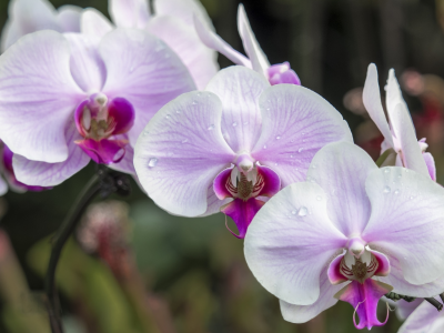 орхидея, розовый, нежность, макро