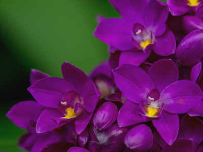 орхидея, лиловый, макро, лепестки