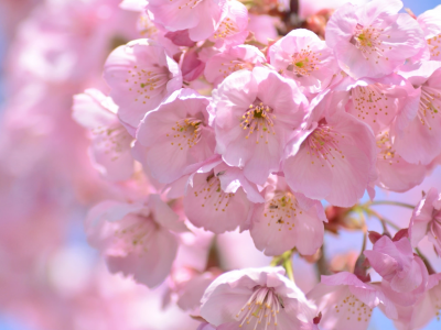 макро, сакура, весна, вишня, розовый