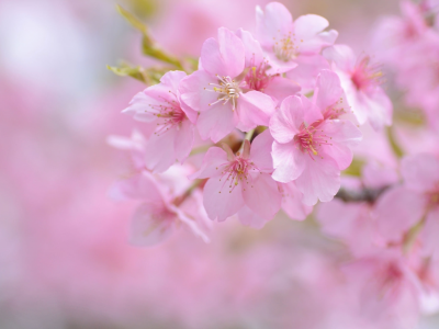розовый, нежность, вишня, сакура, весна