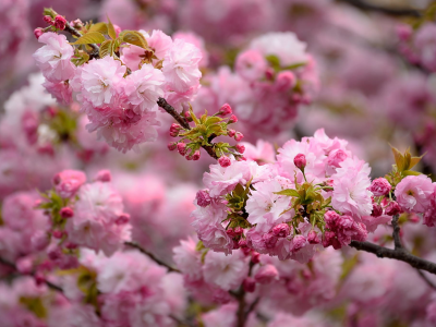 весна, цветение, ветка, розовый, природа, красота