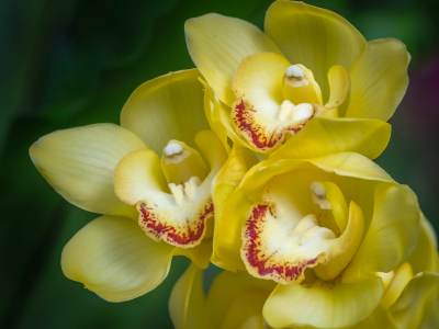 орхидеи, экзотика, макро