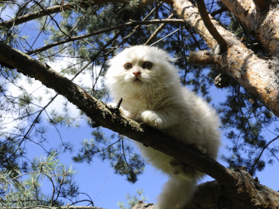 кошка, белая, дерево