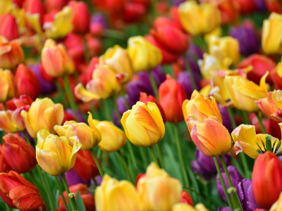 тюльпаны, разноцветные, бутоны
