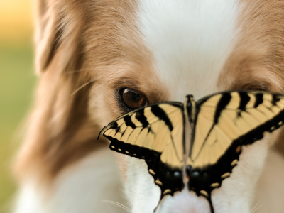 насекомое, dog, морда, бабочка, собака, пес, животные